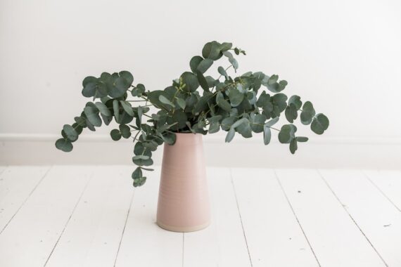 eucalyptus